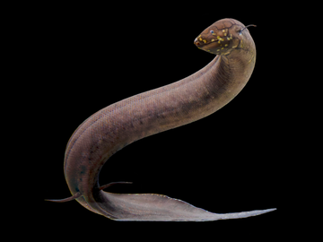 south american lungfish lepidosiren paradoxa