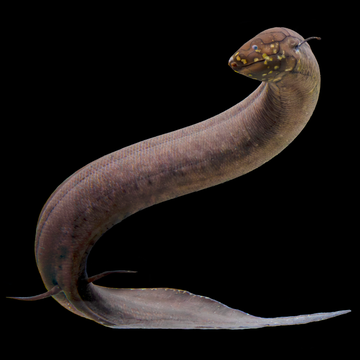 South American lungfish (Lepidosiren paradoxa) south american lungfish lepidosiren paradoxa