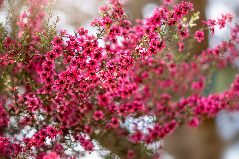 leptospermum scoparium, commonly known as mānuka, manuka, manuka myrtle, New Zealand tea tree, broom tea tree or simply tea tree crimson flowers