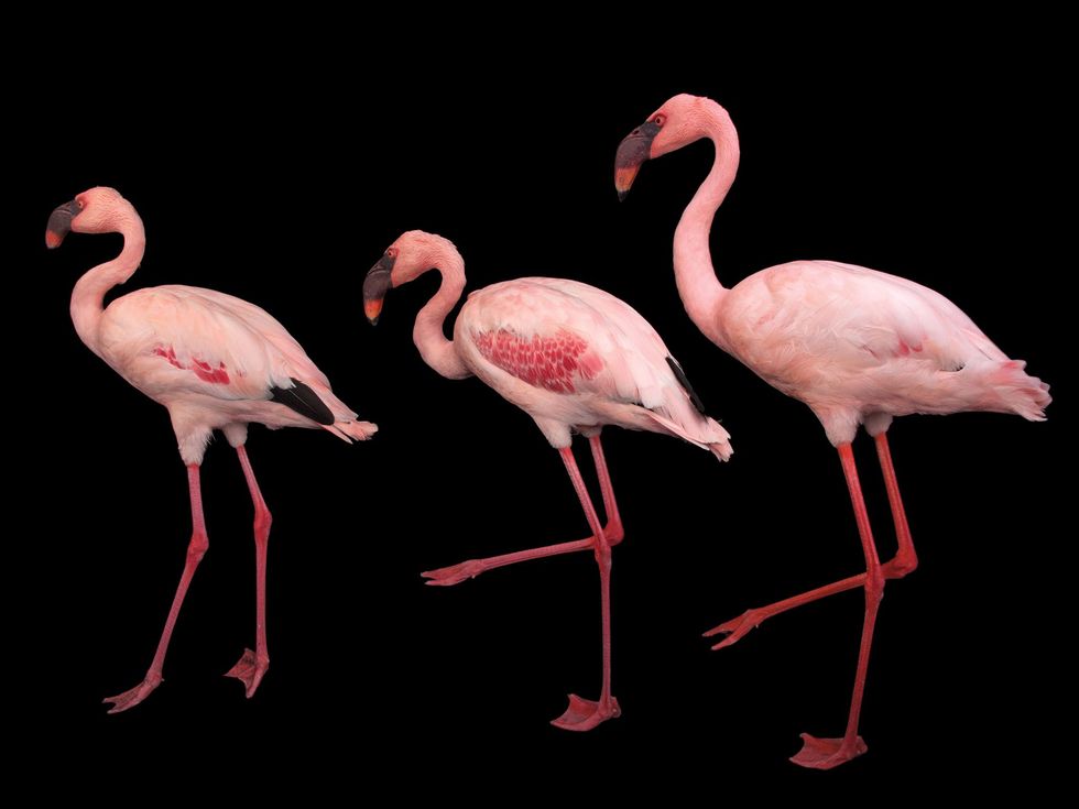 Kleine flamingo Phoeniconaias gevoelig
