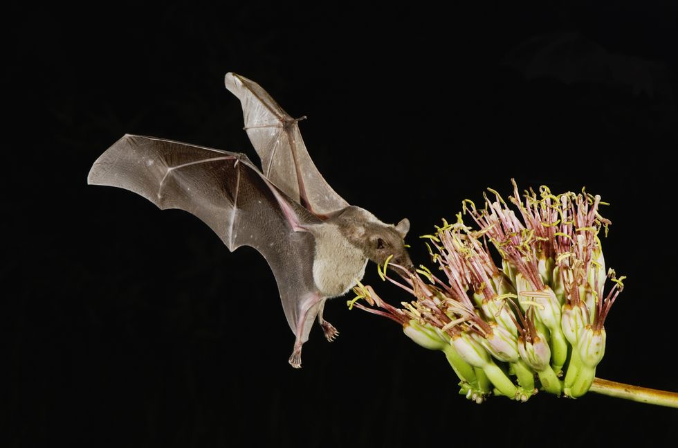 lesser long nosed bat leptonycteris curasoae, adult in flight at night feeding on agave blossom agave sp, tucson, sonoran desert, arizona, usa