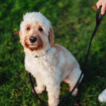 why it's important to let your dog sniff on walks