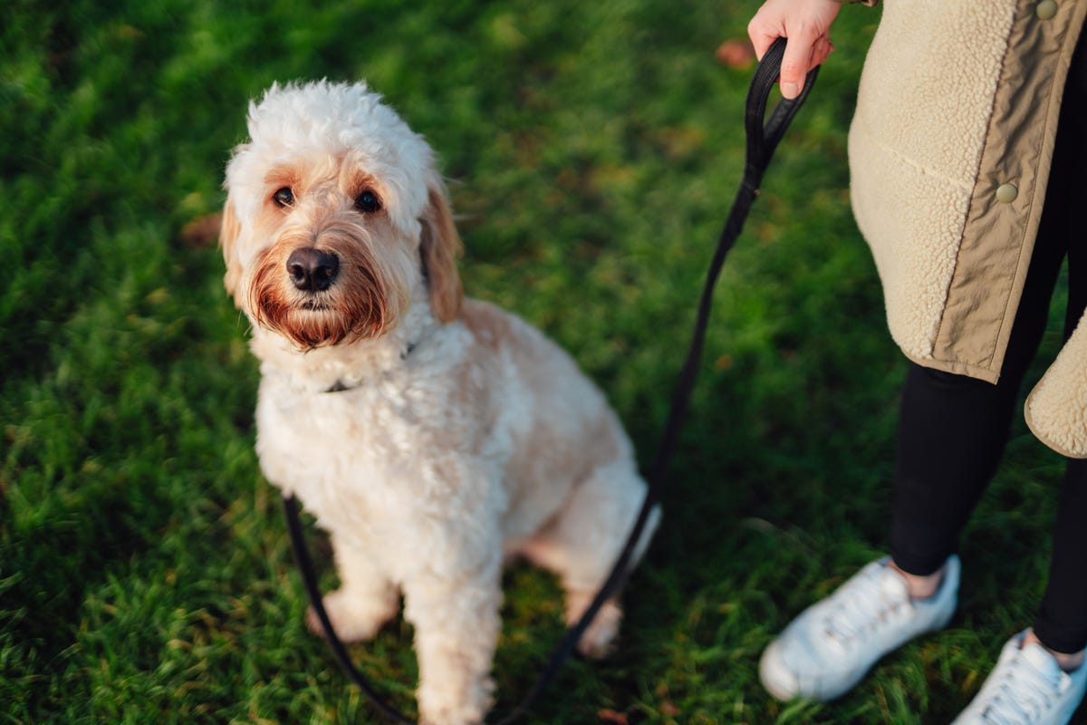 Should Dogs Walk On Two Legs? - College for Pets