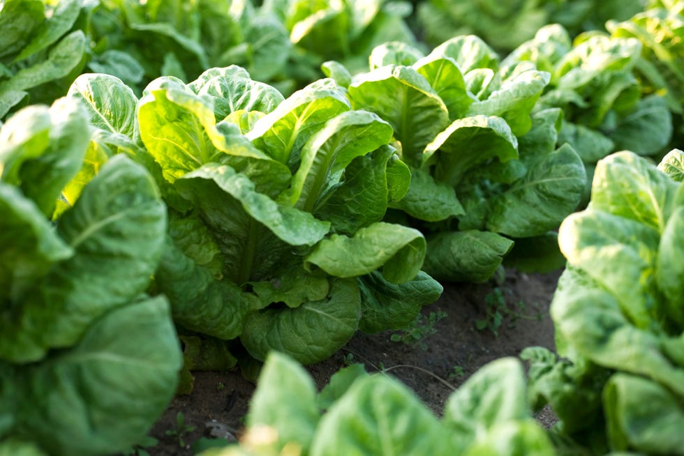 lettuce