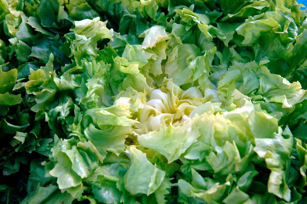 lettuce