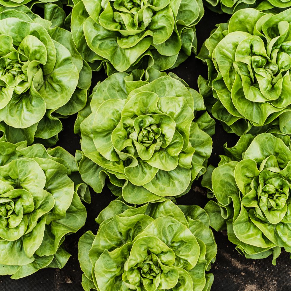 lettuce from above in a greenhouse