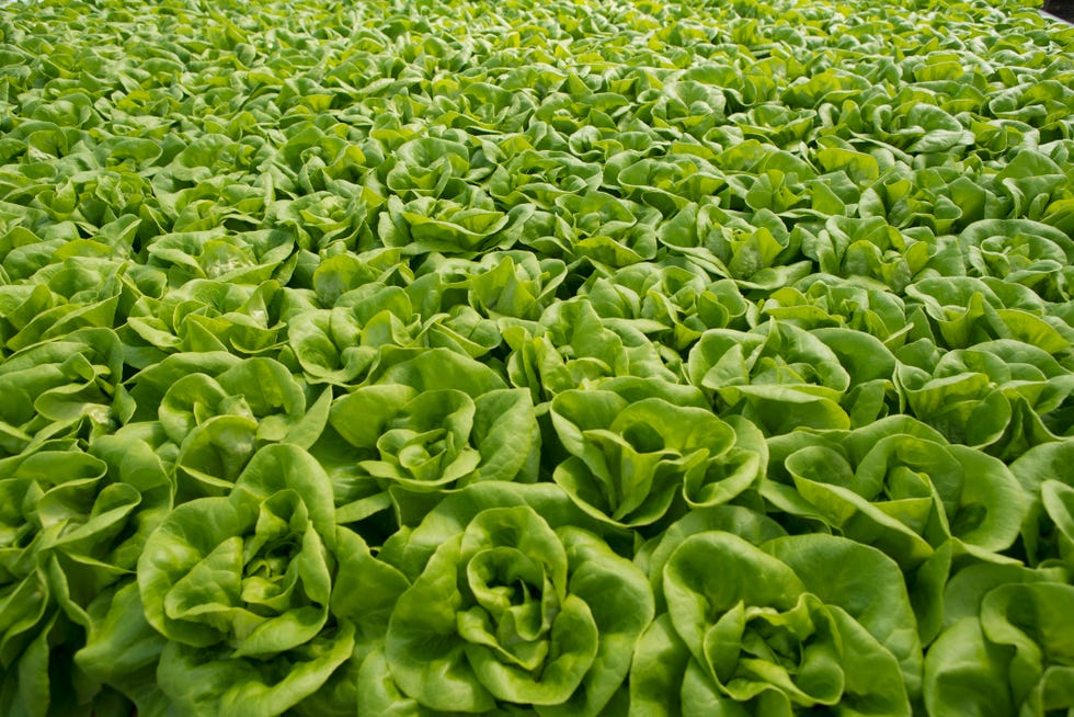 lettuce growing in a hydroponic farm