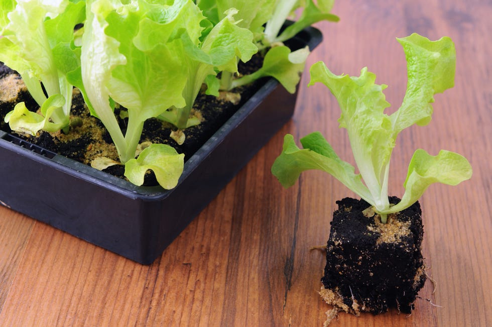 Lettuce salad seedlings. planting in springtime.