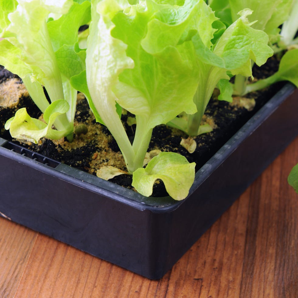 Lettuce salad seedlings. planting in springtime. Lettuce salad seedlings. planting in springtime.