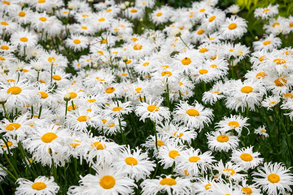 best perennials shasta daisy