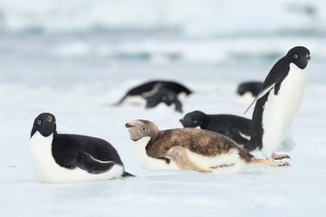 een pinguïn op antarctica die lijdt aan leucisme