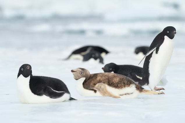 een pinguïn op antarctica die lijdt aan leucisme