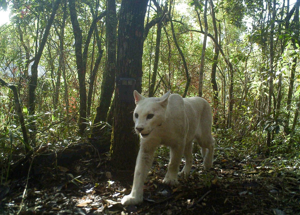 Op 5 juli 2013 loopt een leucistische poema door het Parque Nacional da Serra dos rgos in het zuidoosten van Brazili Daarna werd het dier niet meer gezien