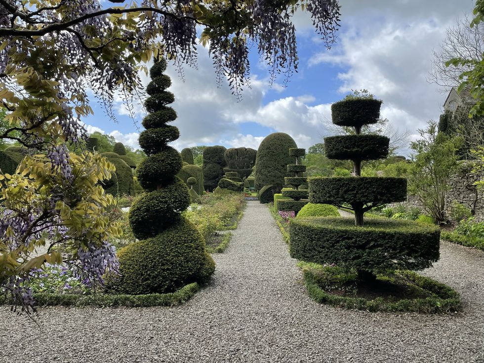 levens hall and gardens topiary garden