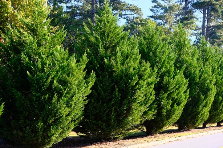 leyland cypress trees