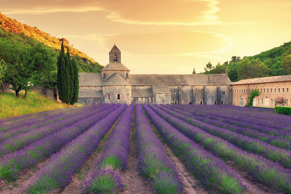 Abbey with blooming lavender field at dusk