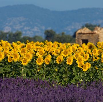Lavender and sunflower setting in Provence, France