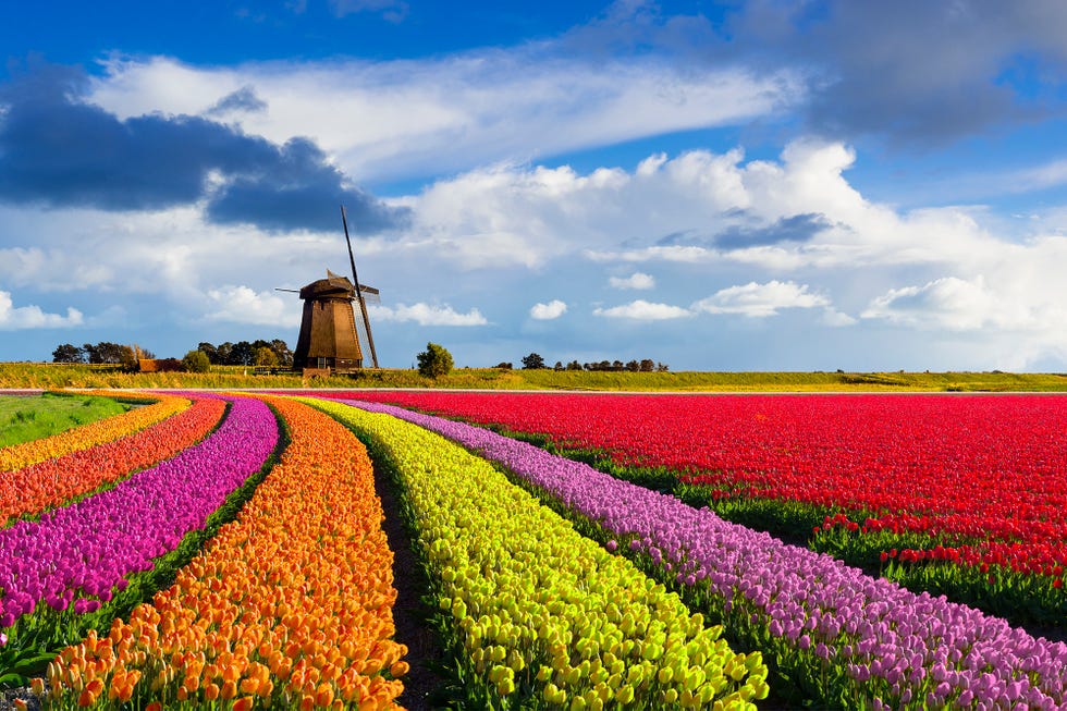 Tulips and Windmill