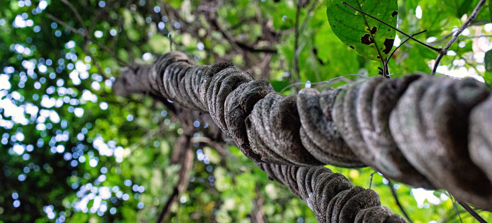 liana de ayahuasca e la selva amazónica