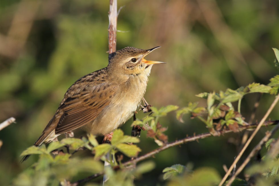 14 Animals Thriving in Lockdown, According To The National Trust