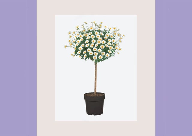 lidl daisy tree