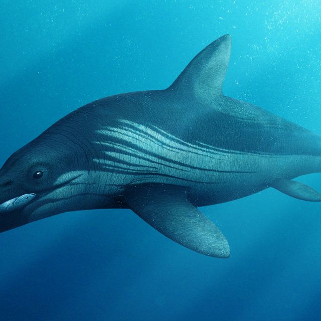 ichthyosaur drawing