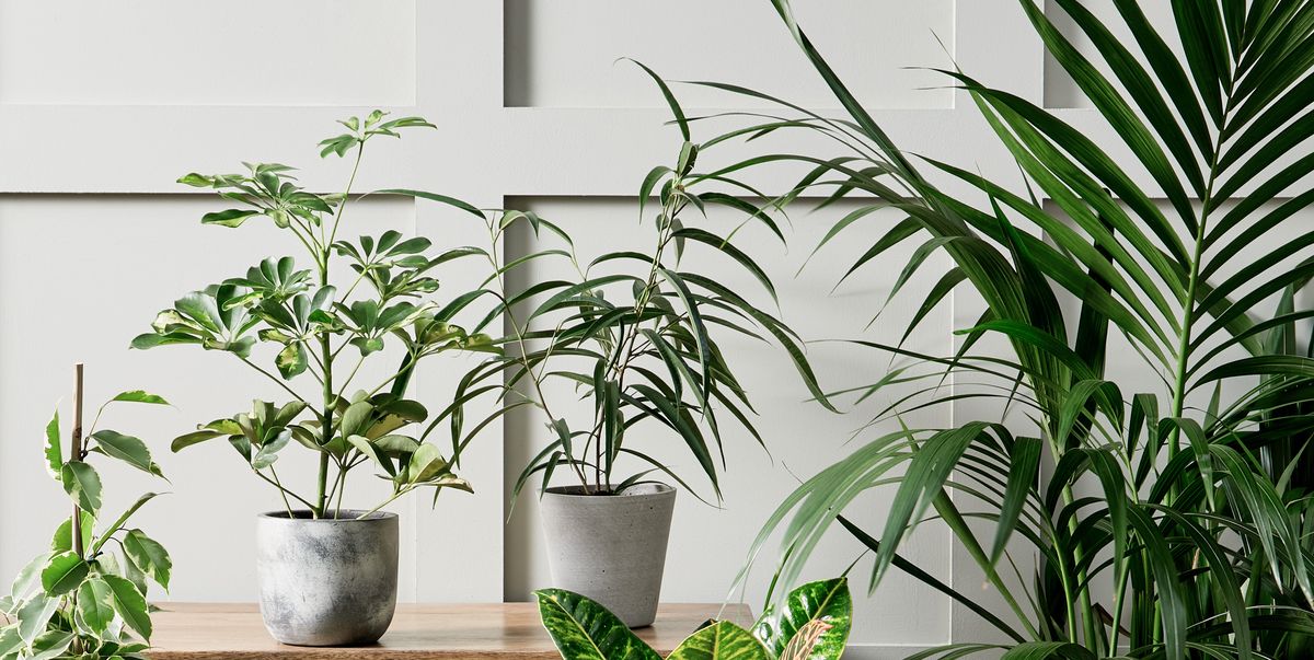 Morrisons launches value house plant range with prices starting at £10