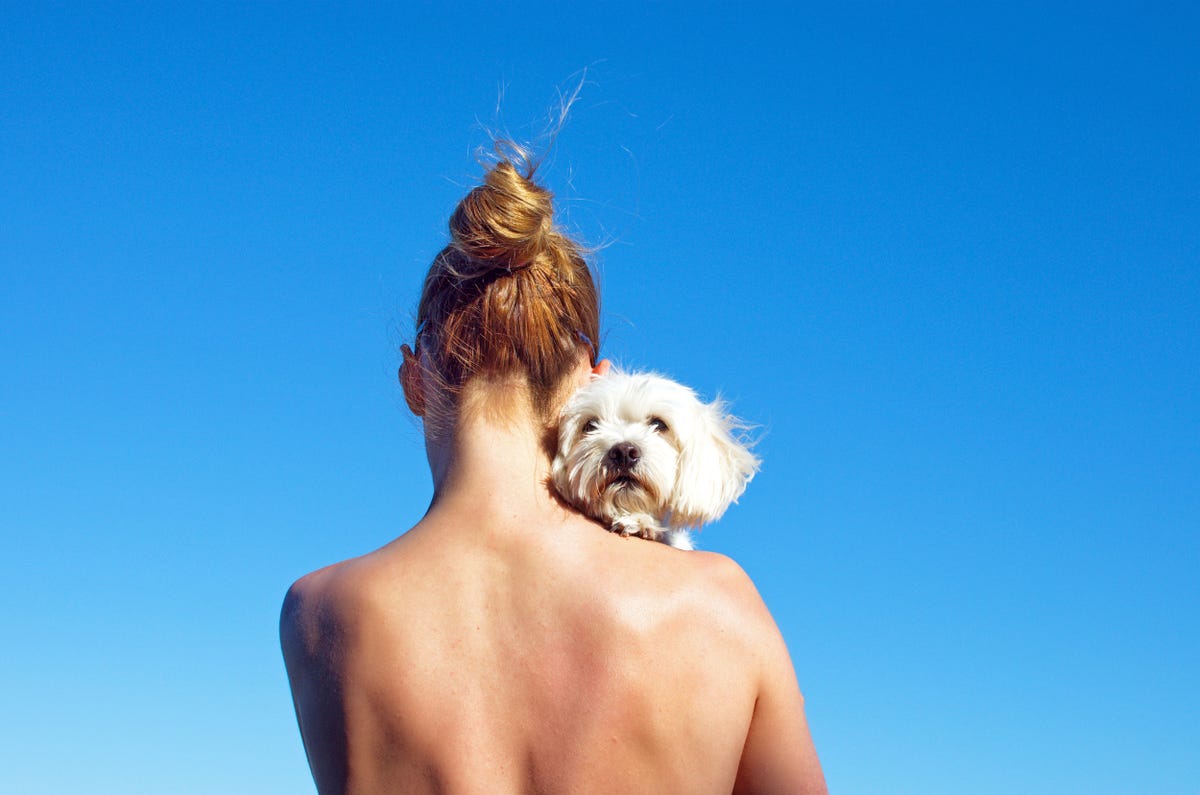 20 pet-friendly vacation spots across America that your dog will love -  Tripadvisor