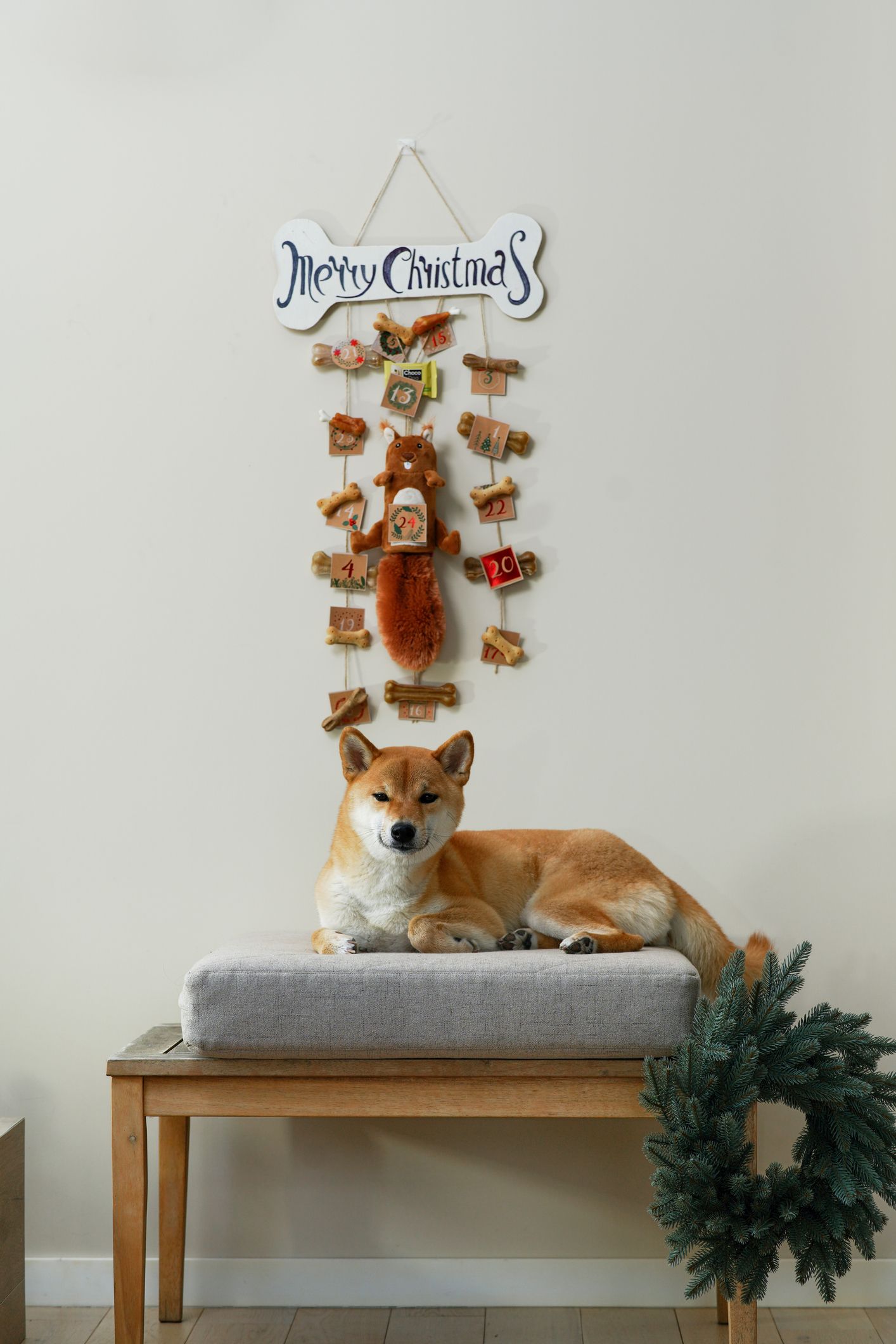 Corgi sock advent calendar best sale