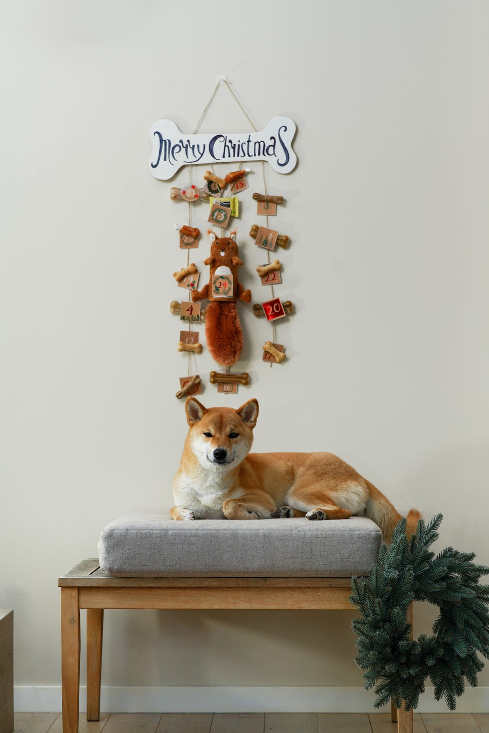 lifestyle portrait of funny ginger shiba inu dog in brightly room with hanging diy advent calendar for dogs