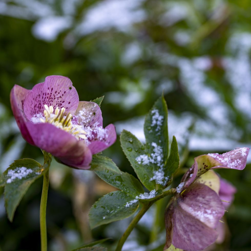 a close up of hellebore flowers dusted with snow