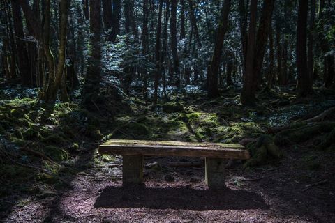 japan's suicide forest