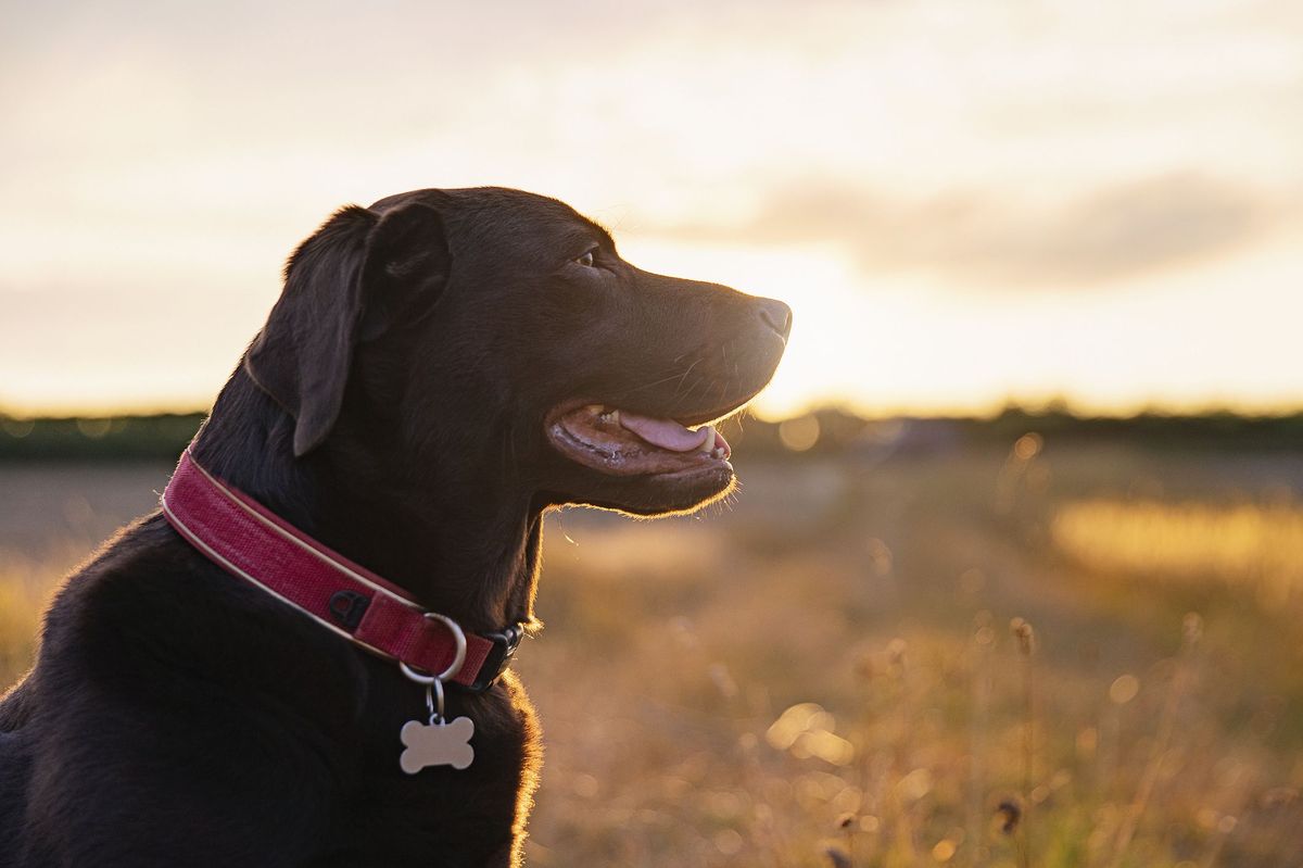 så meget Alaska leksikon 11 Rechargeable Light-Up Dog Collars For 2023