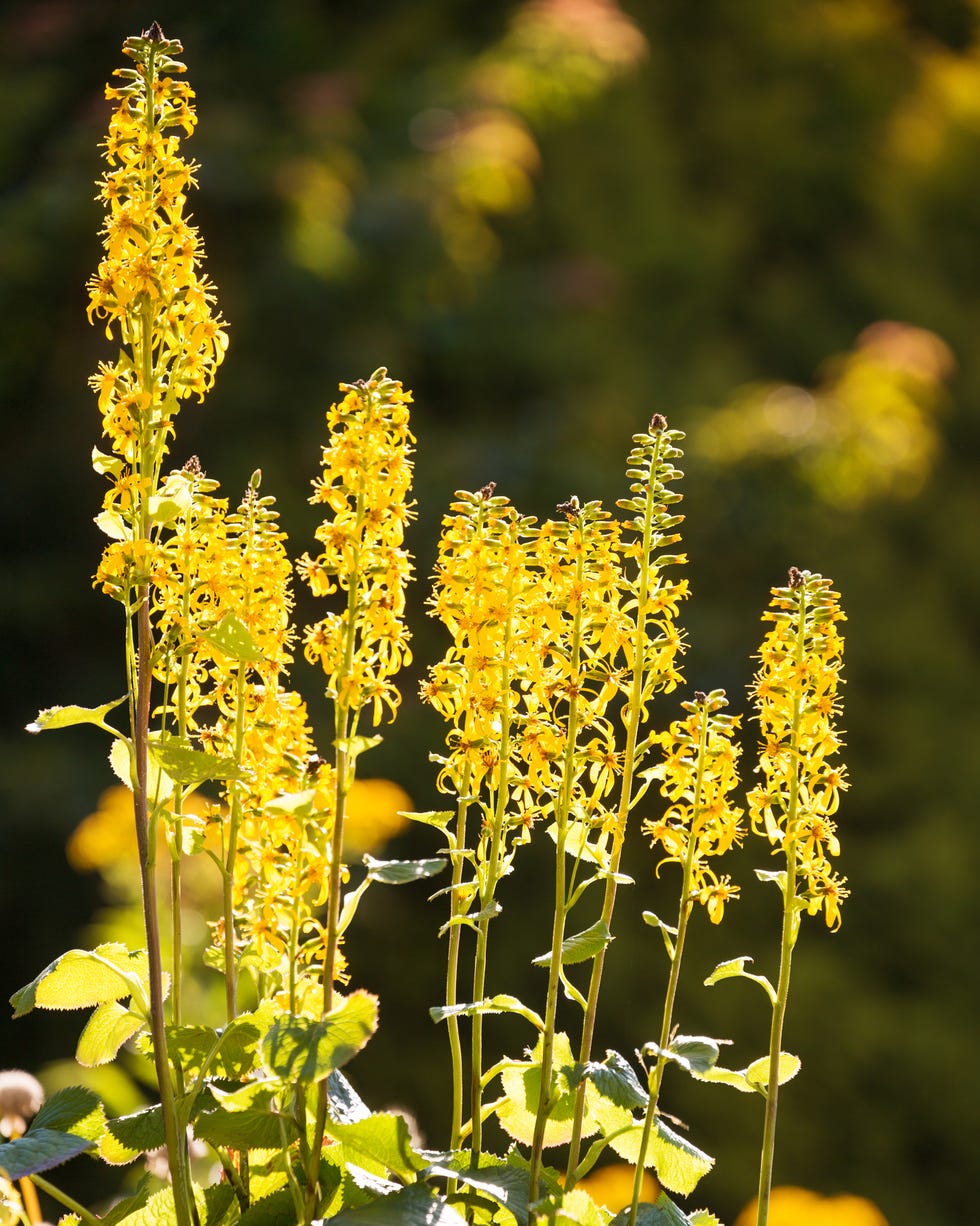 ligularia leopard plant