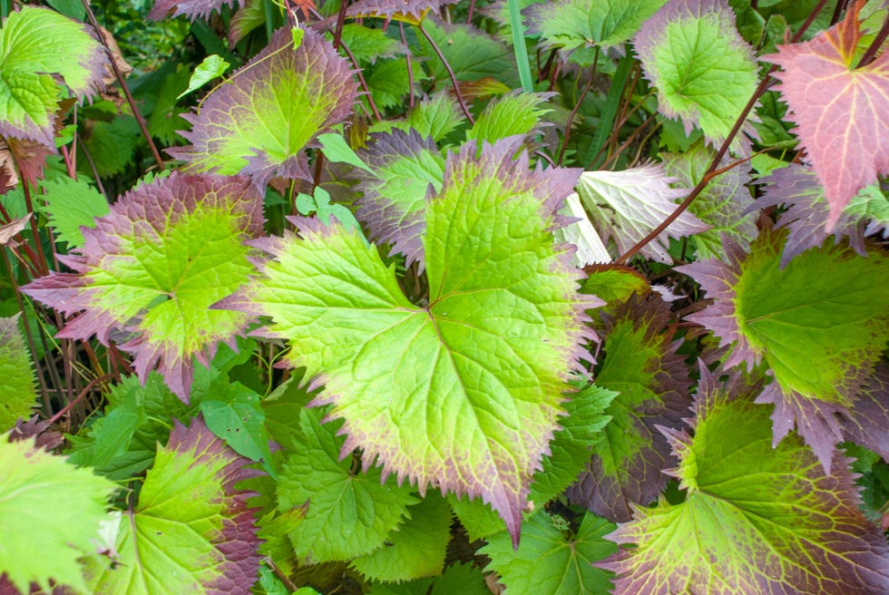 Ligularia Leaves