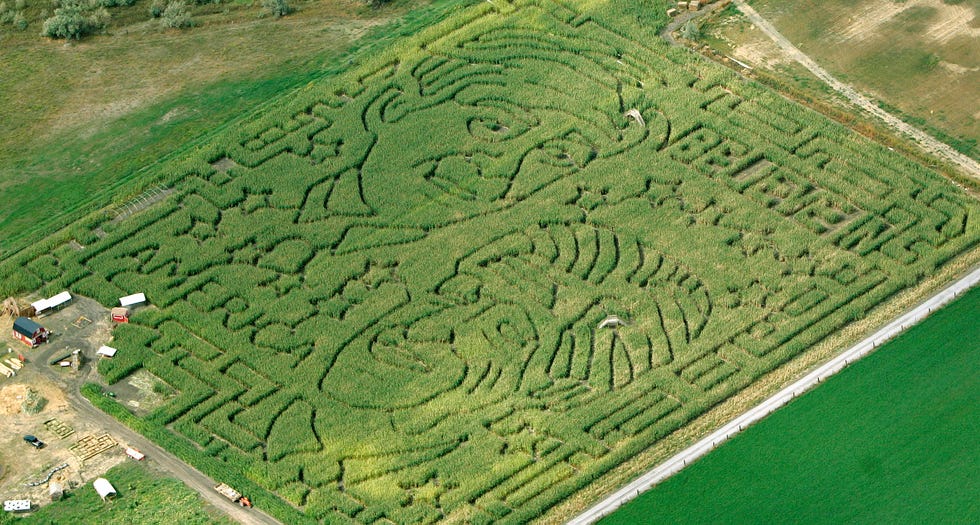 bush, kerry loom large in utah corn field