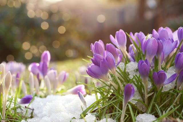 winter flowers