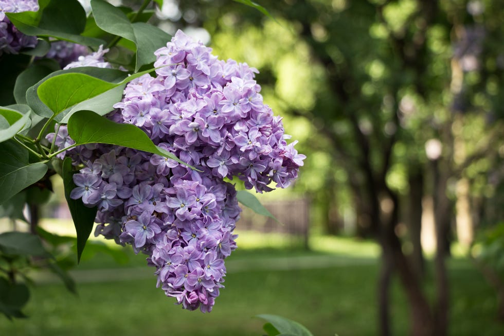 types of flowers lilac