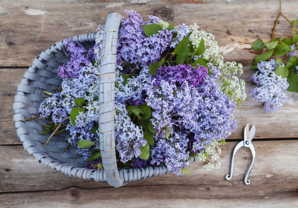 lilac flowers in basket