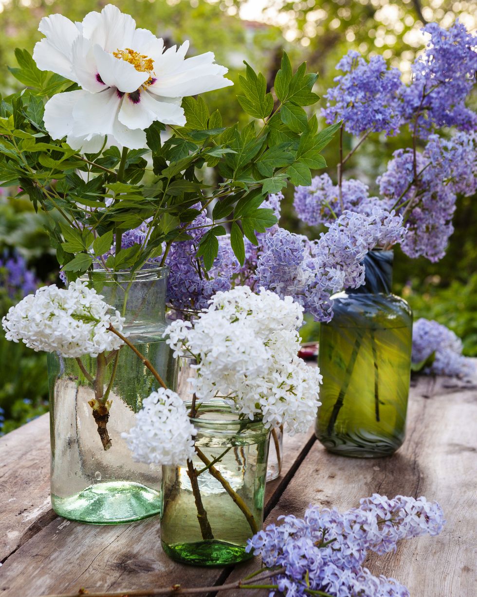 lilac flowers in vases