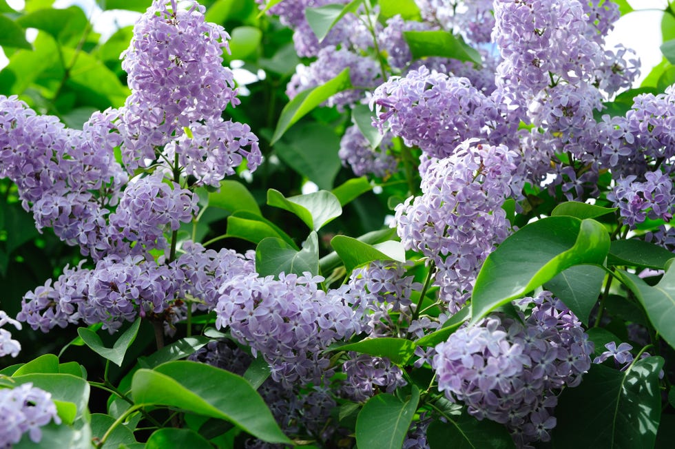 lilac-syringa-royalty-free-image-1689192128.jpg?crop=0.600xw:0.903xh;0.400xw,0&resize=980:*