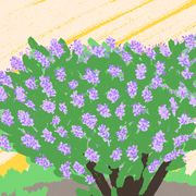 Green, Flower, Purple, Plant, Lavender, Lilac, Grass, Wildflower, Pattern, Illustration, 