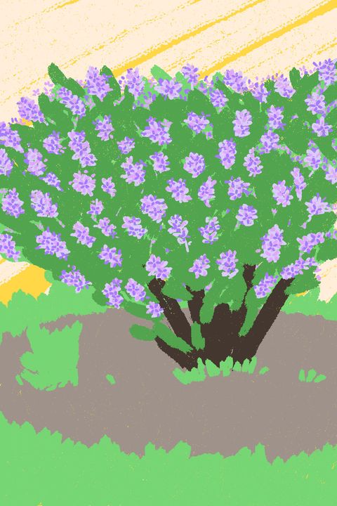 Green, Flower, Purple, Plant, Lavender, Lilac, Grass, Wildflower, Pattern, Illustration, 