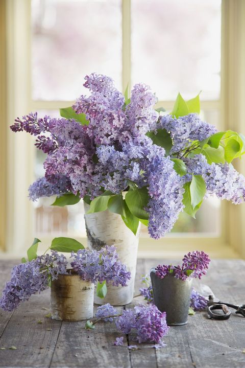Lilacs in vases on table