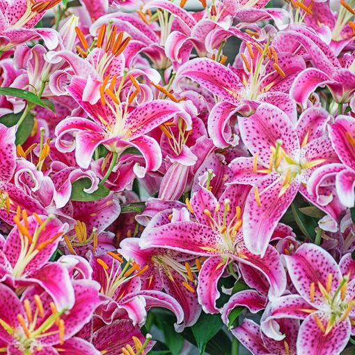 Giant Hybrid Lily Pink Brilliant