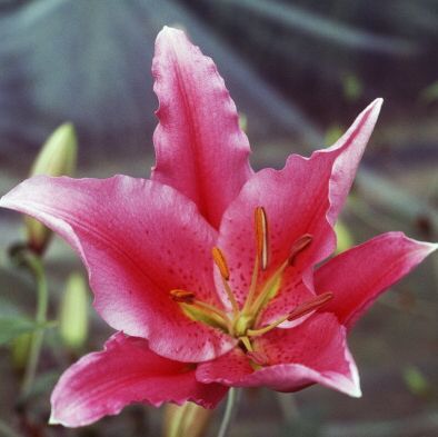 closeup of a single dark pink lily bloom