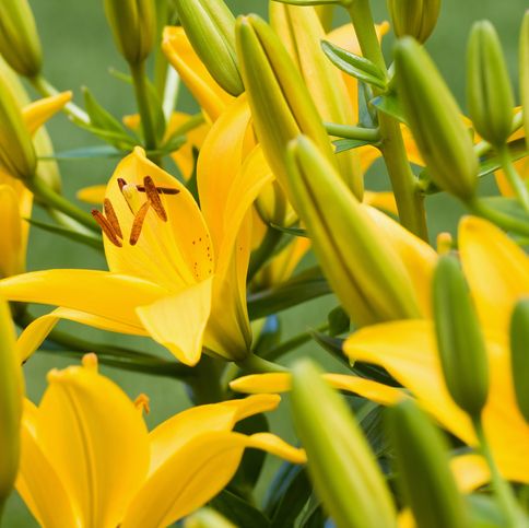 closeup picture of yellow lili blooms with some green buds surrounding 