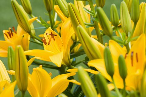 closeup picture of yellow lili blooms with some green buds surrounding 