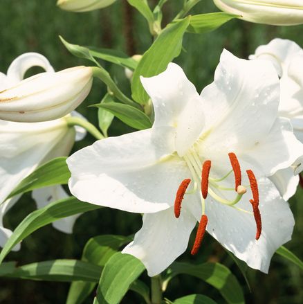closeup of white lily bloom with orange stamen