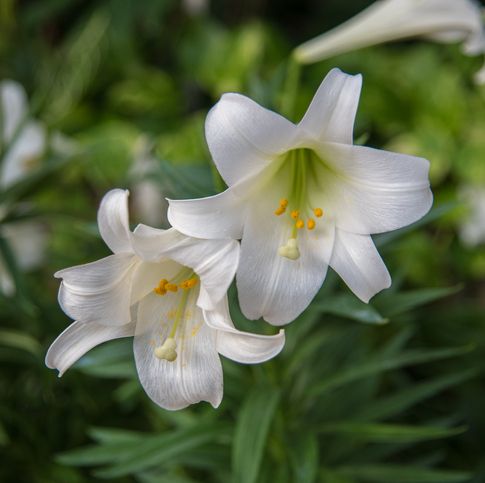 a pair of white Easter lilies in spring